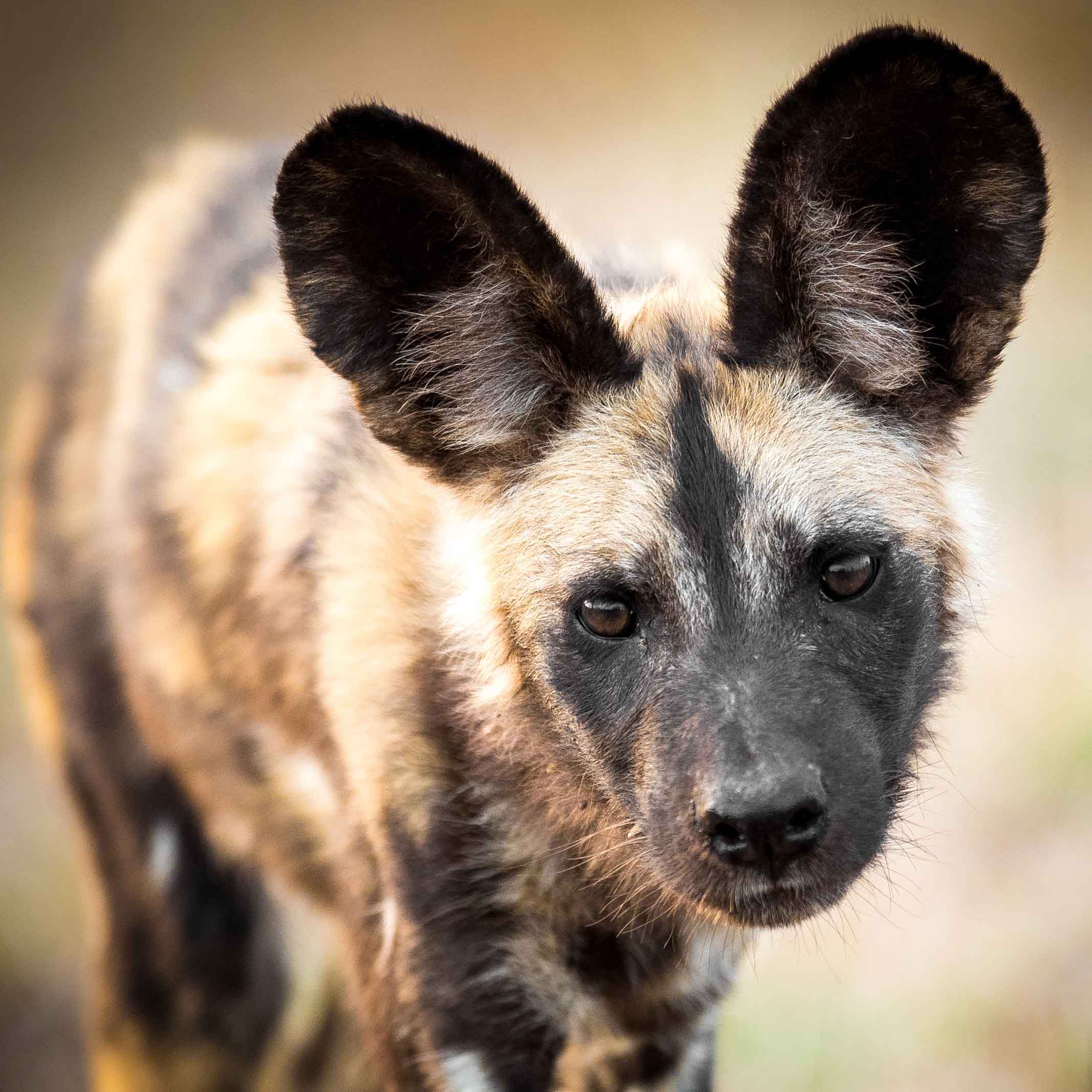 Wild Dog Day Hot FM