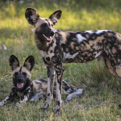 Two African wild dogs with large ears and mottled coats—one standing alert, the other lying on sunlit grass—showcase the unique appearance of this fascinating african wild dog species.