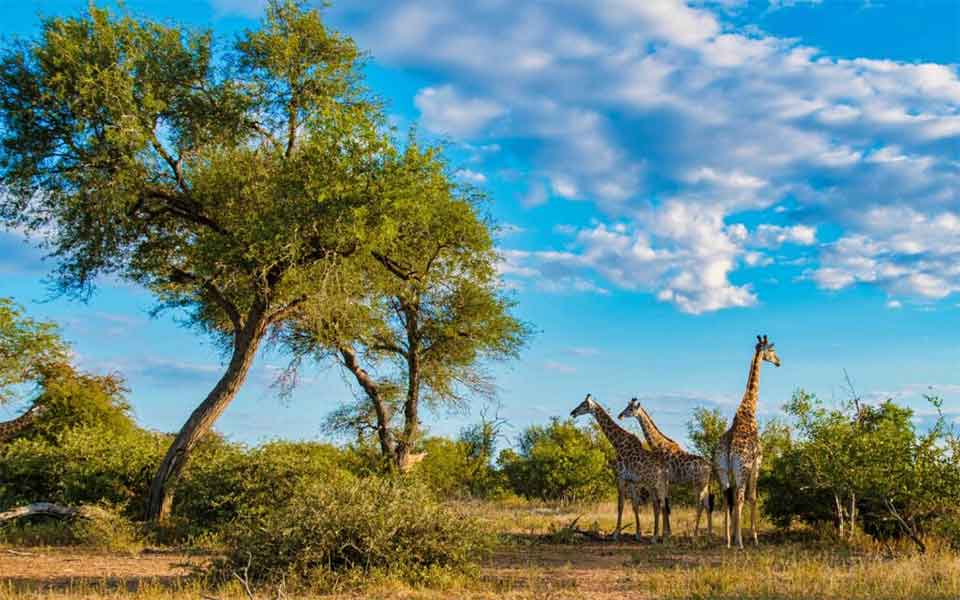 Three giraffes stand together near a large tree in a sunny savanna landscape, surrounded by green bushes under a bright blue sky with scattered clouds.