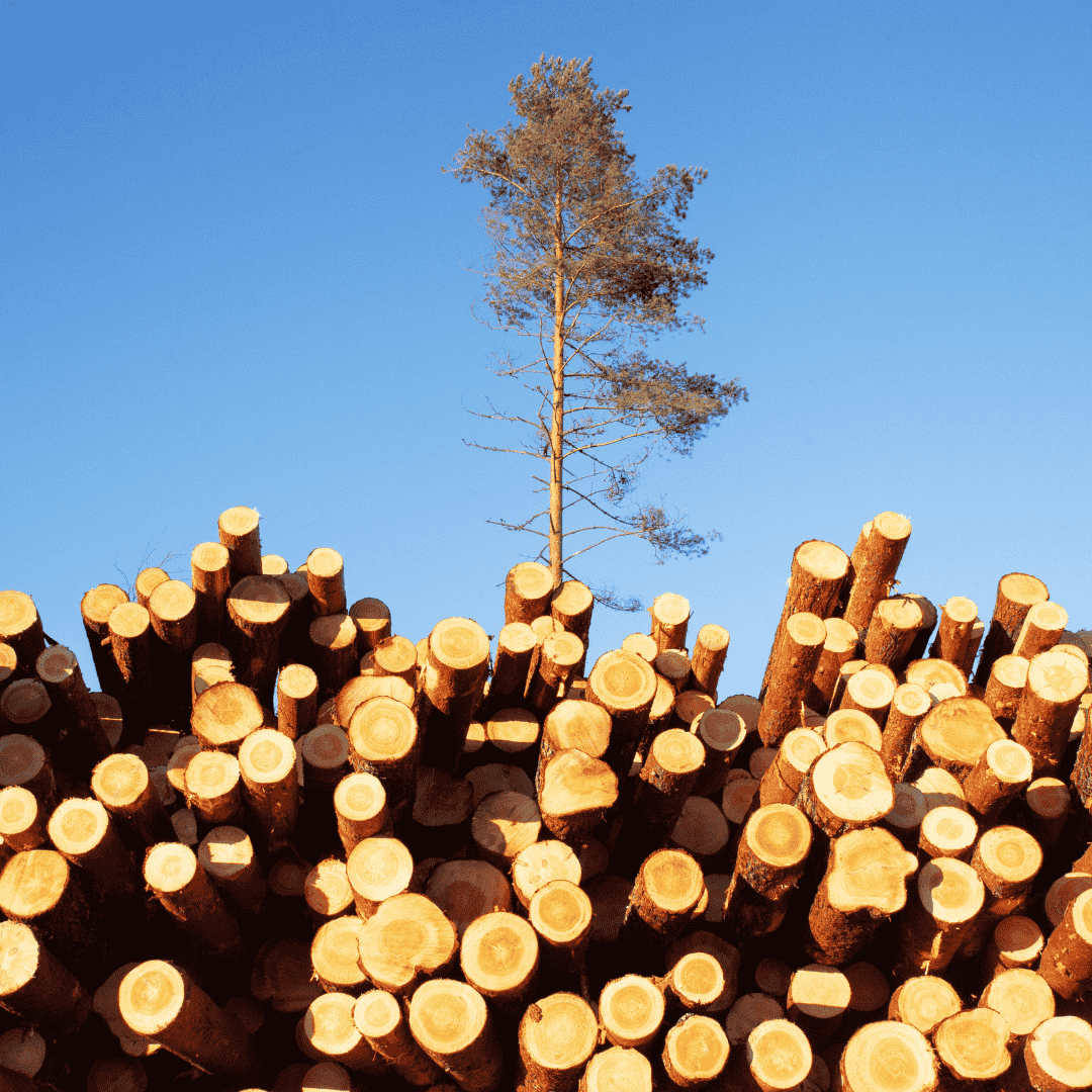 A single tall tree stands behind a large stack of cut logs, set against a clear blue sky—a striking reminder of the importance of going green.