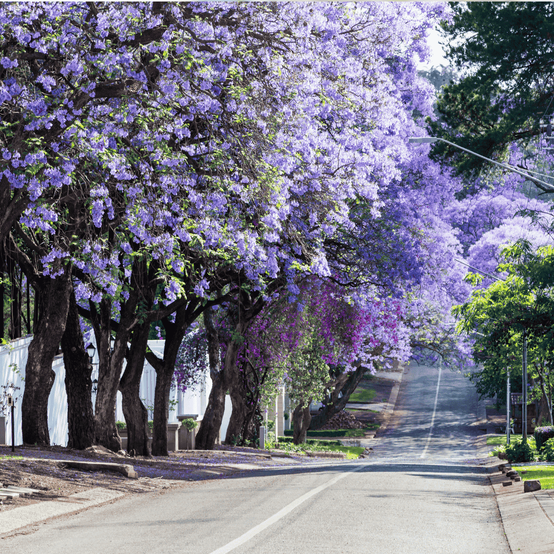 A quiet street in Olivedale Windmill is lined with trees covered in vibrant purple blossoms, likely jacarandas, creating a colorful canopy over the road on a bright, sunny day.