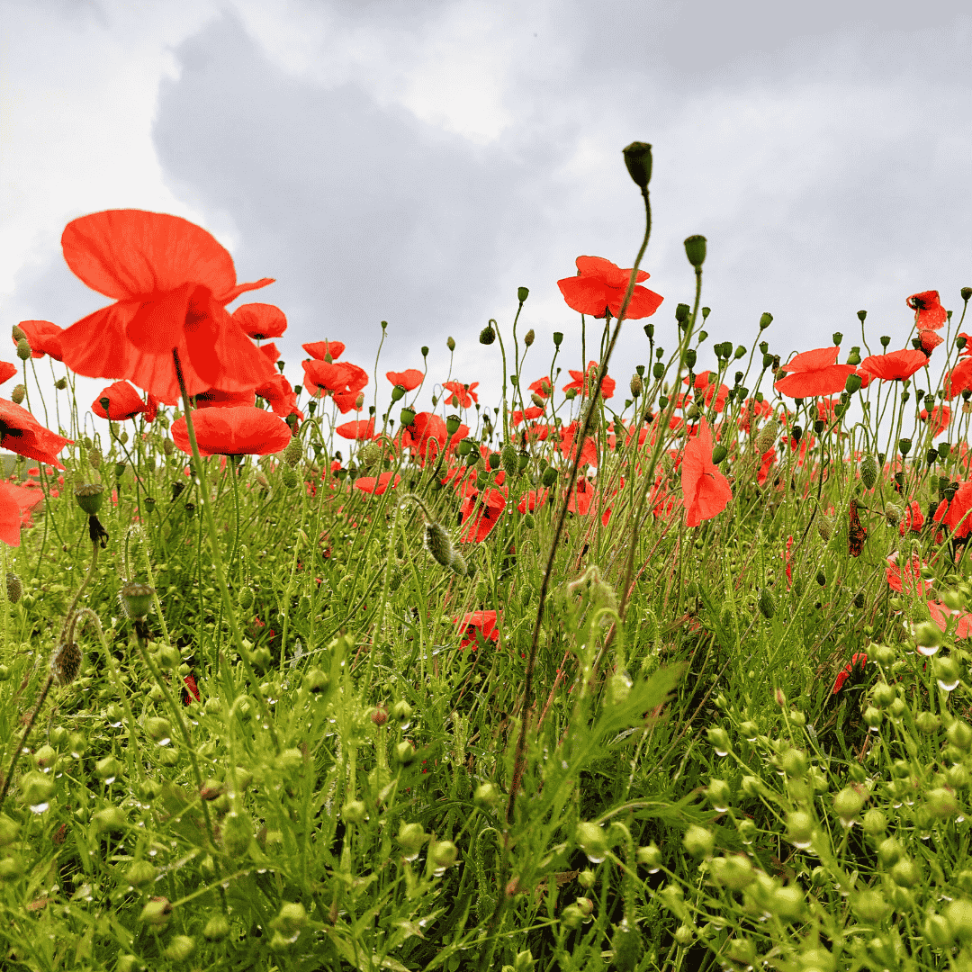 A field of vibrant red poppies with tall green stems under a cloudy Magaliesberg sky, viewed from a low angle.