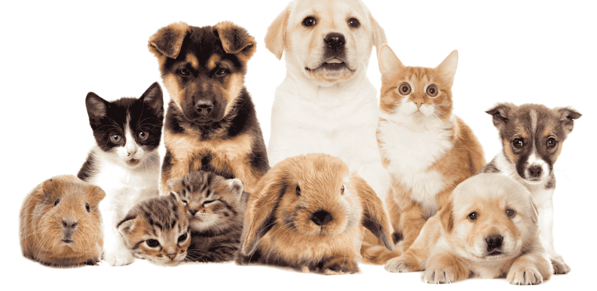 A group of adorable animals, including kittens, puppies, rabbits, guinea pigs, and a cat, sitting and lying together on a white background—perfect for exploring business opportunities in pet care.