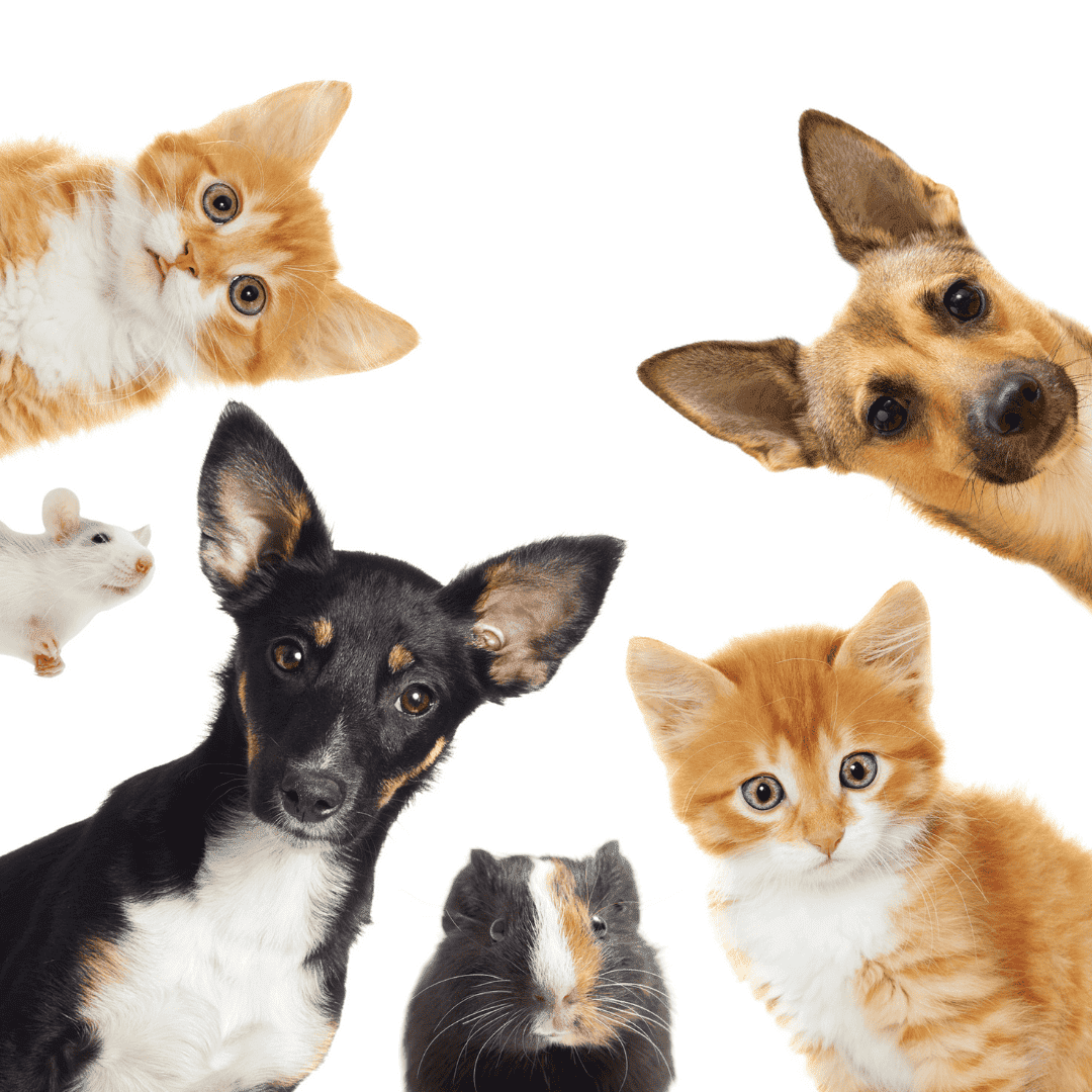 A group of pets, including two orange cats, two dogs, a guinea pig, and a white mouse, all looking toward the camera against a white background—perfect for exploring pet-related business opportunities.
