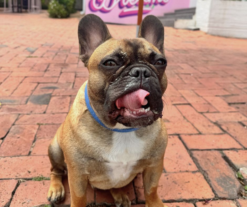 A brown French Bulldog with a blue collar sits on a brick path, licking its nose. The background features some greenery and a pink dog friendly sign with white writing.