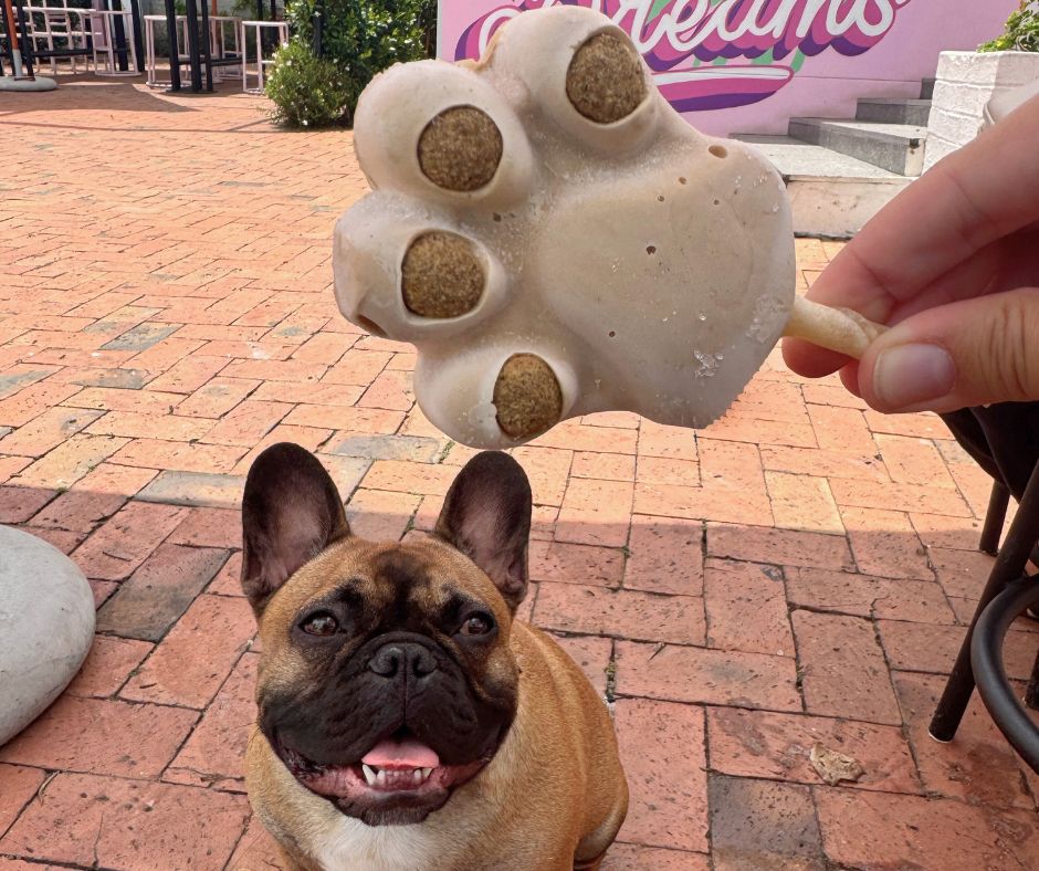 A happy brown French Bulldog sits outdoors on brick pavement, looking up at a person holding a dog-friendly paw-shaped treat popsicle above its head.