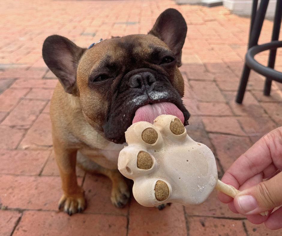 A brown French Bulldog enjoys a dog friendly, paw-shaped ice cream treat held by a person while sitting on a red brick patio.