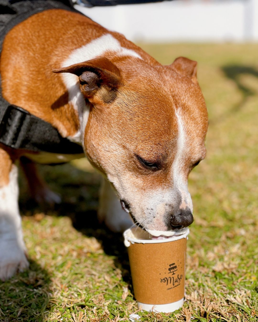 A brown and white dog wearing a harness enjoys licking whipped cream from a small paper coffee cup while standing on grass in the sunlight, showing just how Dog Friendly this spot truly is.