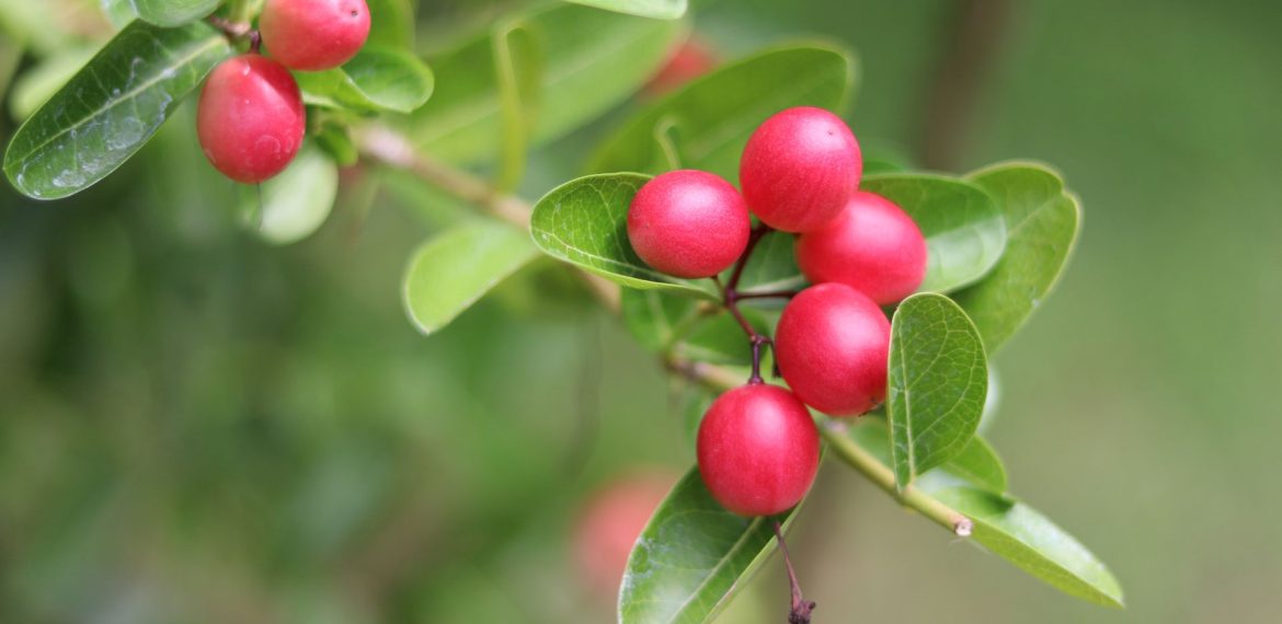 A close-up of a branch with several bright red, round berries and glossy green leaves against a blurred green background, vibrant as a hot 1027 breakfast.