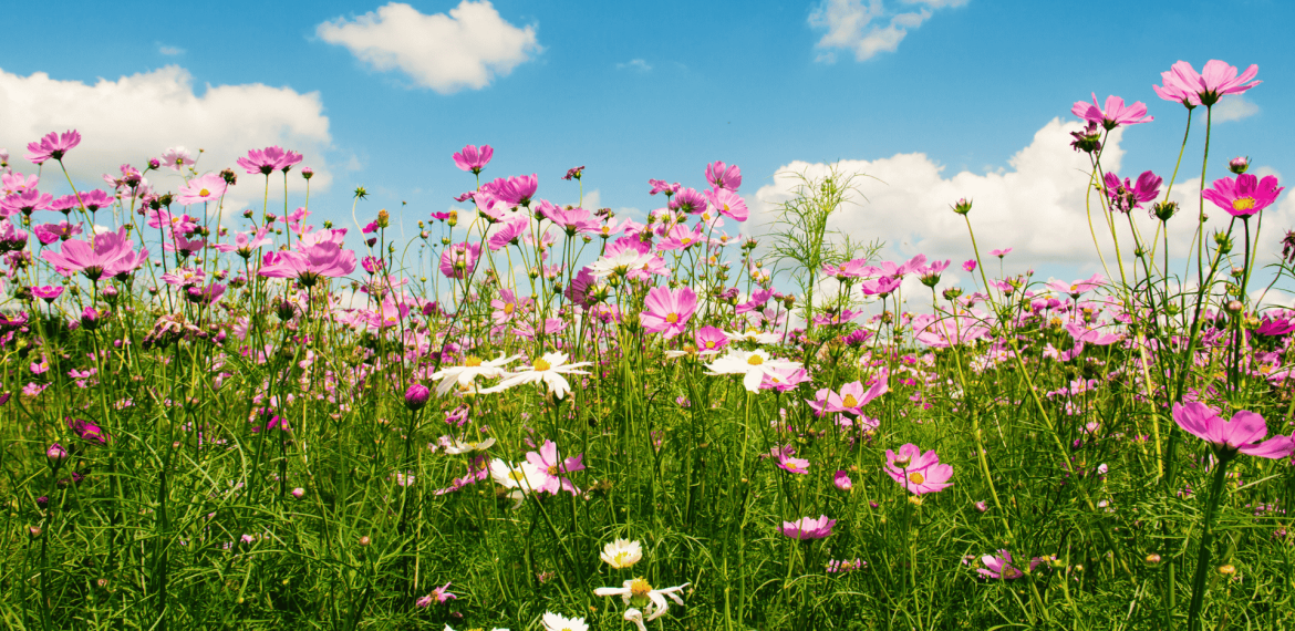A vibrant wildflower meadow with pink and white flowers stretches under a bright blue sky, scattered with white clouds—like the perfect morning backdrop for a hot 1027 breakfast enjoyed amidst the lively, colorful grass and blooms.