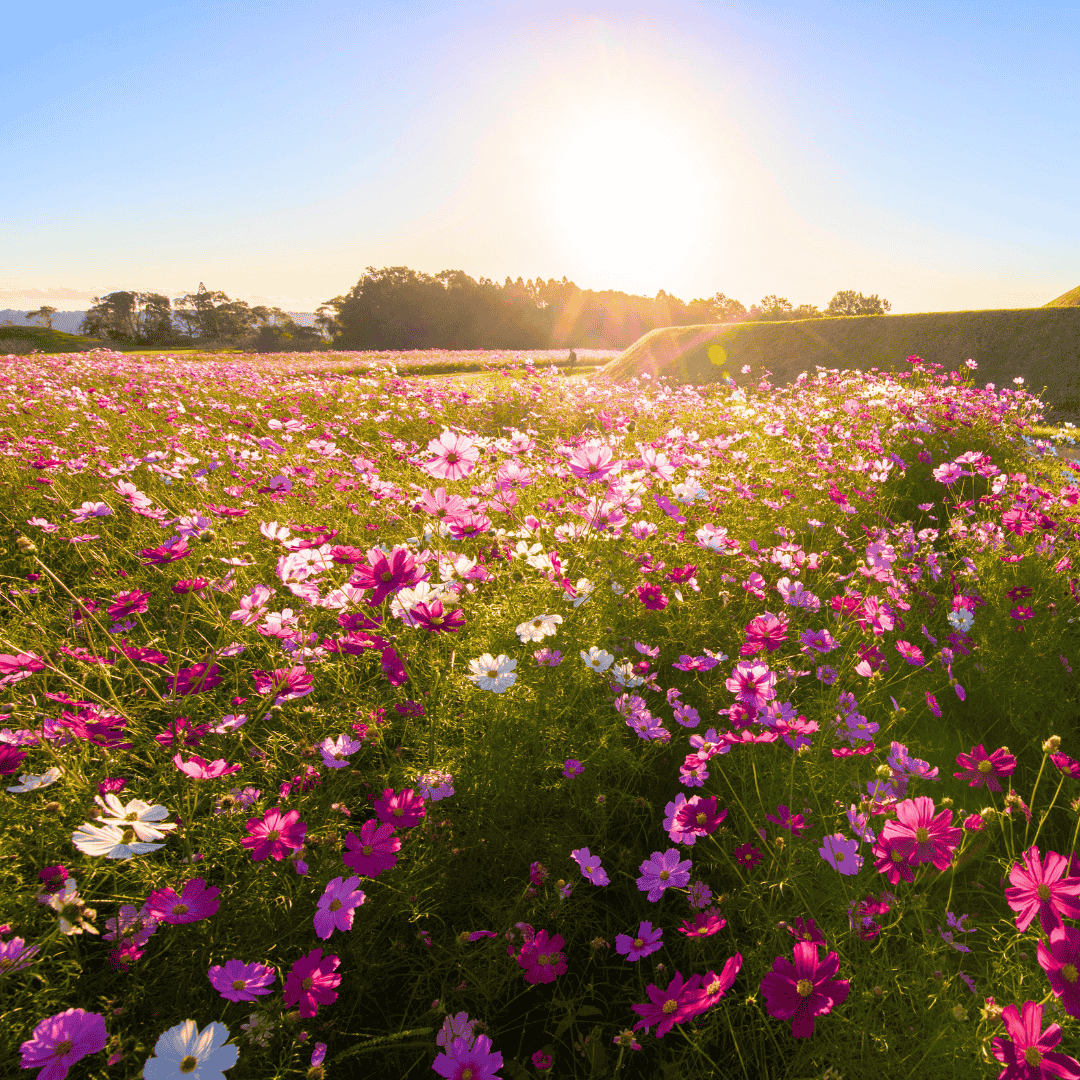 A vibrant field of pink and white wildflowers stretches under a clear blue sky at sunrise, with sunlight illuminating the blossoms—perfect scenery to enjoy your Hot 1027 Breakfast as trees frame the distant background.